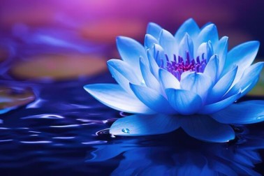 Lotus